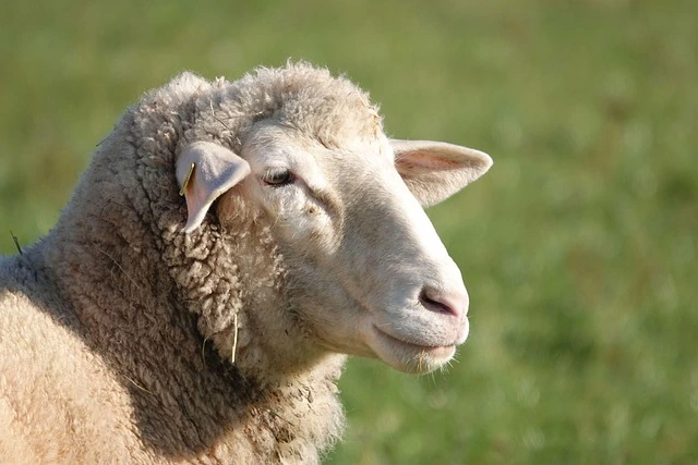 Image of a sheep by Uschi Dugulin from Pixabay